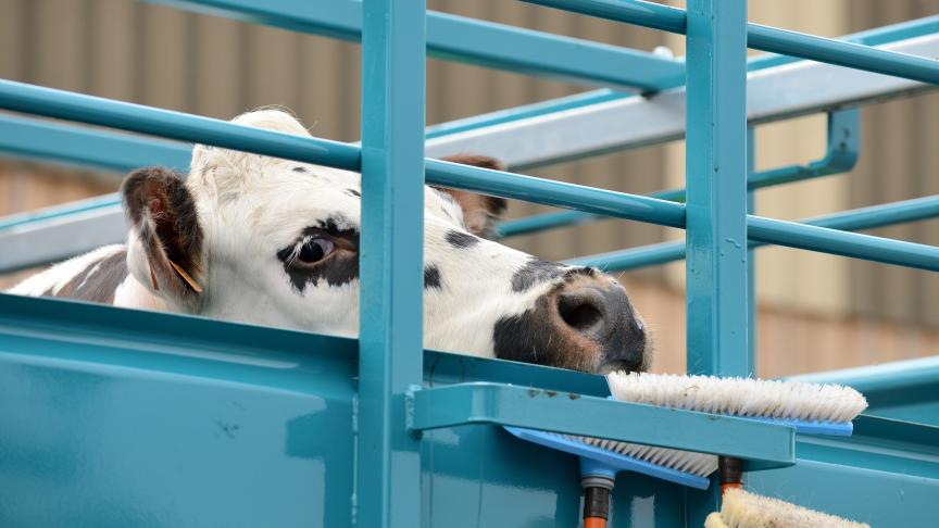 Le débat cristallise un clivage croissant entre une opinion publique de plus en plus sensible aux conditions de traitement des animaux, et un monde rural qui se sent mis en cause, voire marginalisé.