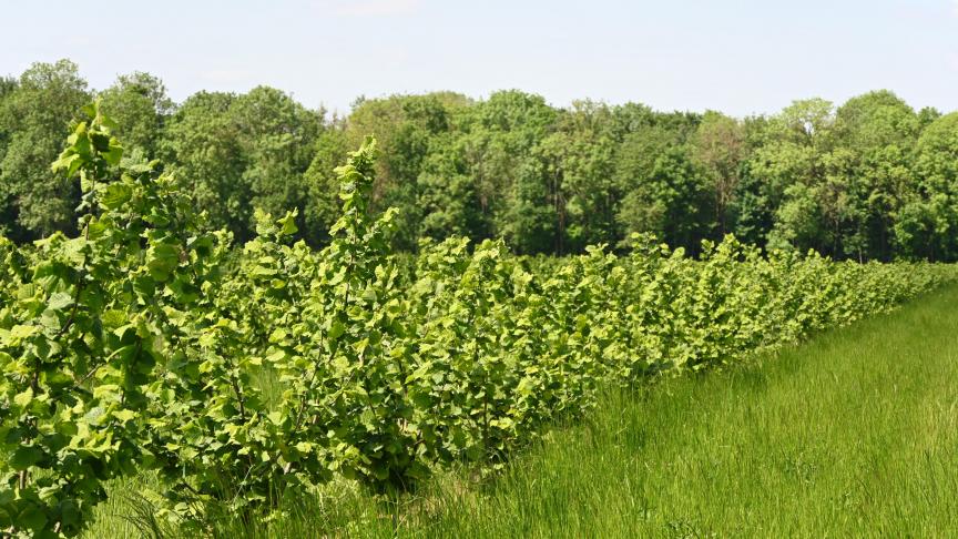 L’association de l’élevage et du noisetier est souvent un atout considérable en terme d’entretien de la parcelle. L’installation de poules dans le verger est celle qui réussit le mieux. Un nette différence de croissance durant la première année a été constatée.