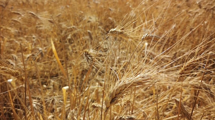 L'indice des céréales a perdu 1,8% par rapport à avril et 8,2% par rapport à la même période l'année dernière, précise la FAO.