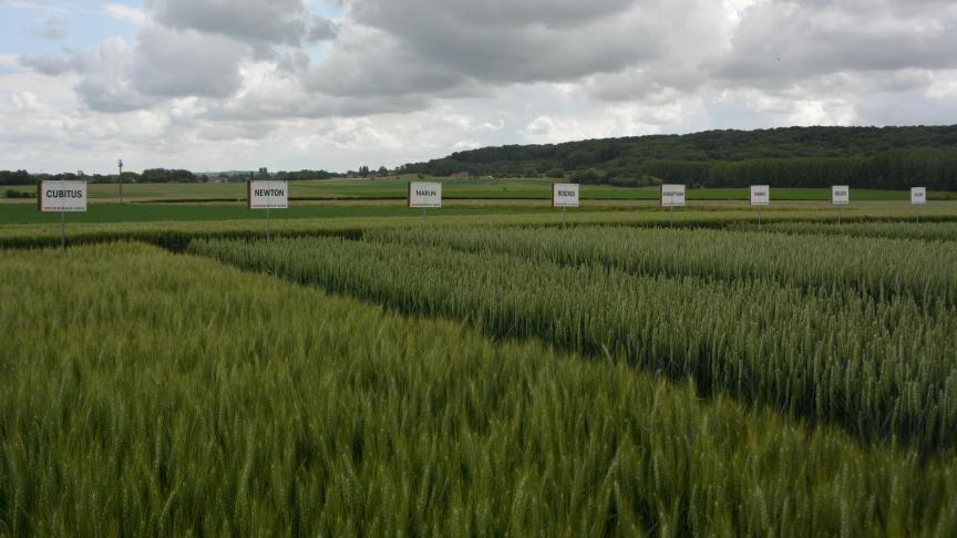 La vitrine variétale met en lumière l’ensemble du catalogue JPS, permettant de cerner au mieux les principales caractéristiques des « valeurs sûres » et des nouveautés commercialisées par le semencier en vue des prochains semis.
