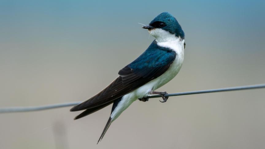 hirondelle