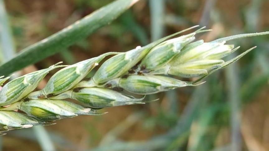 Il est important de traiter uniquement si le seuil d’intervention est dépassé avant le grain pâteux, avec un produit et un créneau adapté, en tenant compte des auxiliaires. Au-delà du stade grain pâteux, traiter n’apporte plus de gain économique.