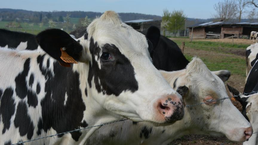 Les éleveurs laitiers ont connu une bonne année grâce, entre autres, à une hausse des prix du lait. Il en résulte une augmentation du bénéfice semi-brut d’un peu plus de 23 %.
