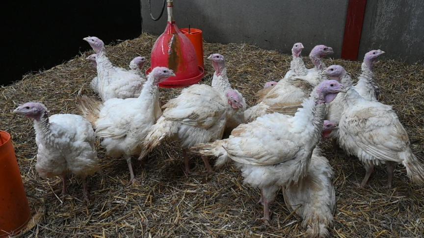 Chez les volailles, l’usage d’antibiotiques est le plus élevé chez les dindes, dépassant celui observé chez les poulets de chair.