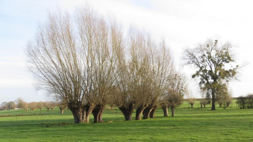 Après un demi-siècle de déclin significatif, l’arbre têtard revient sur le devant de la scène!