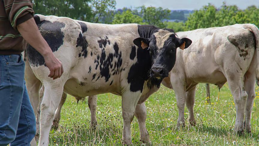 Dans le cadre de ces projets, le Cra-w travaille en étroite collaboration avec des éleveurs.