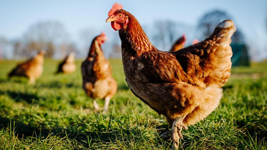 poule brune