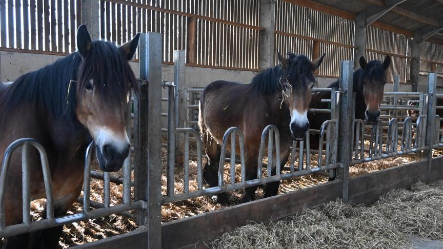 «Le cheval de trait est plus qu'un animal. C'est un élément de l'identité flamande que nous devons chérir et renforcer ensemble».