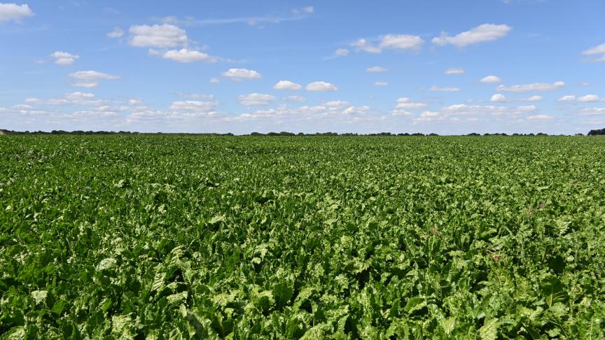 Le nombre de parcelles présentant les premiers symptômes de maladies foliaires augmente, passant de 40 % à 58 %.