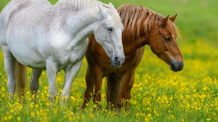 La maladie ne se transmet pas à l’homme. Quant aux chevaux infectés, ils doivent être euthanasiés.