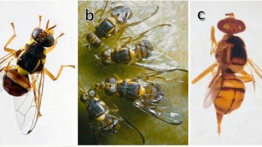 Au stade adulte, la mouche orientale des fruits mesure entre 0,8 et 1 cm, soit environ la moitié de la taille d'une guêpe commune. Elle présente deux bandes jaunes sur le bord du thorax, un bord noir sur les ailes et un motif en forme de T sur l’abdomen.
