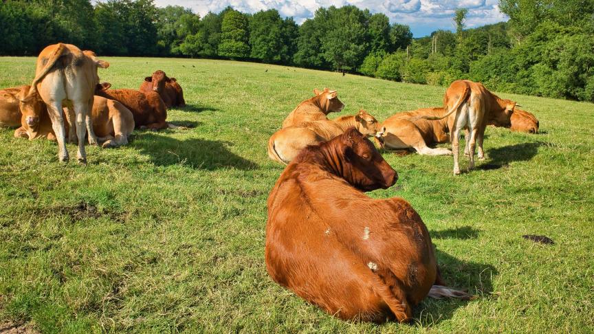 Au sud du pays, on dénombrait l'an dernier 12.381 exploitations agricoles, contre 12.423 en 2023.