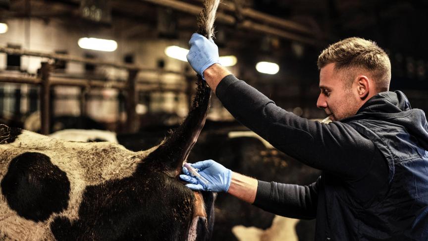 Actuellement, l'on compte environ un vétérinaire rural pour 2.000 bovins dans le sud du pays.