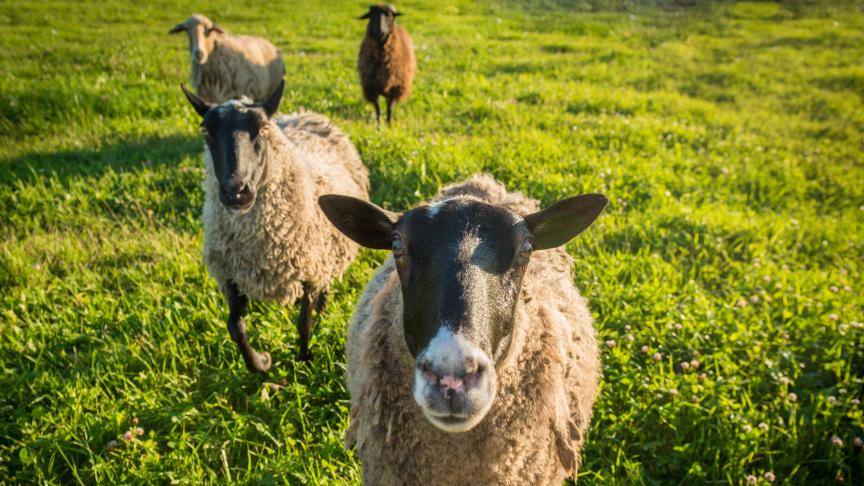 Les particuliers doivent également vacciner leurs bêtes.