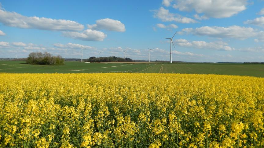 Cette année, peu d’attaques de boutons floraux par les méligèthes ont été observées avant la floraison, ce qui a donné des tiges bien fournies en siliques.