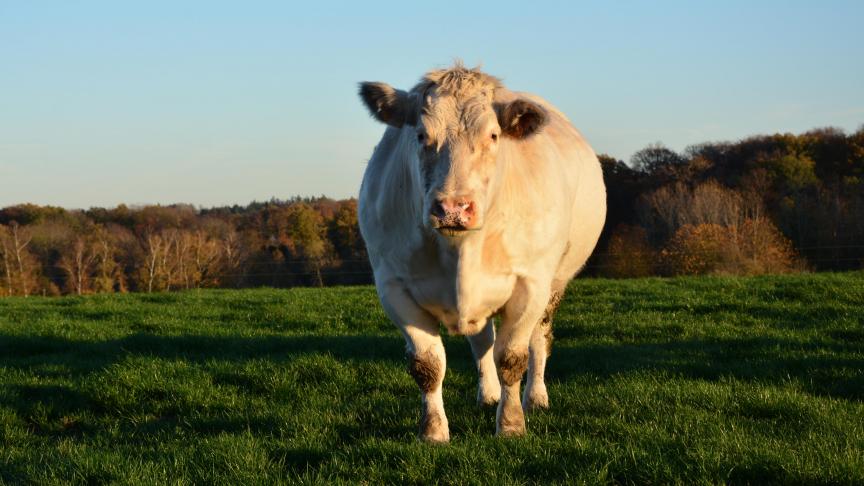 Les effectifs s’affichent une nouvelle fois en baisse du côté des bovins, avec 2,15 millions de têtes recensés en octobre 2024 contre 2,25 un an auparavant.