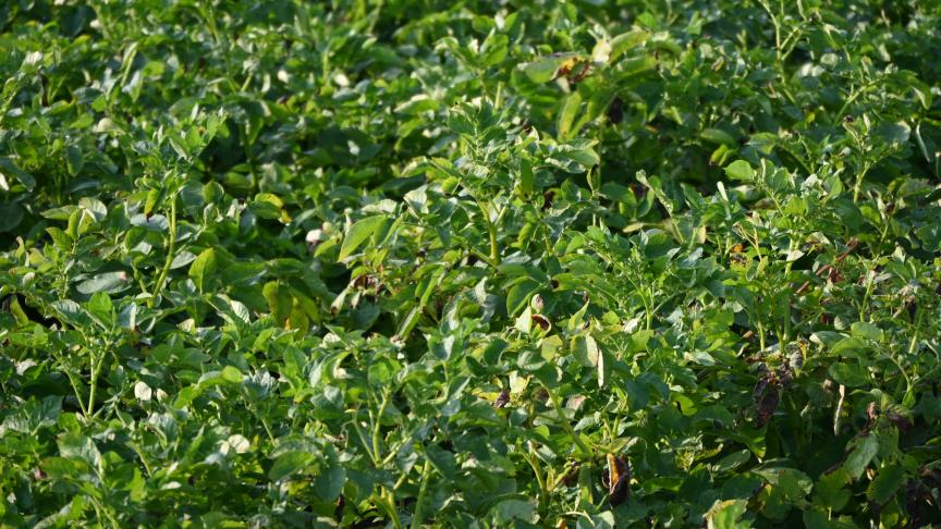 Le rendement en 35 mm+ a progressé de 390 kg/ha.jour, et ce malgré un taux de sénescence du feuillage encore faible (estimé à 20 – 25%, le 12 août).