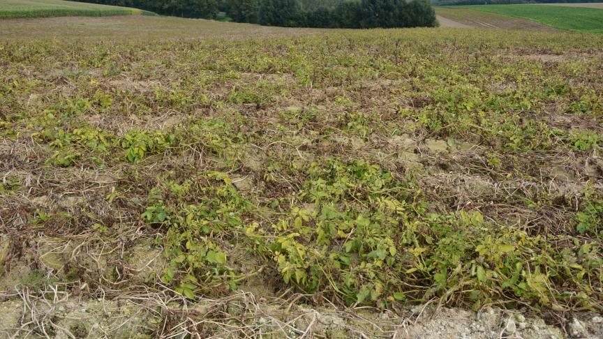 Belpotato invite vivement la filière à donner priorité à la qualité des productions plutôt qu’au rendement, et au respect absolu des contrats de livraison pour la saison 2025/2026.