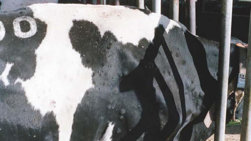 Cette maladie est reconnaissable notamment par les nodules cutanés qui se forment sur l’animal.