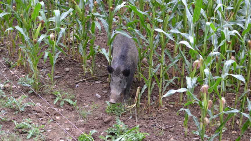 Le logiciel aide les experts agronomes à estimer au plus juste le montant  des dégâts de la faune sauvage.