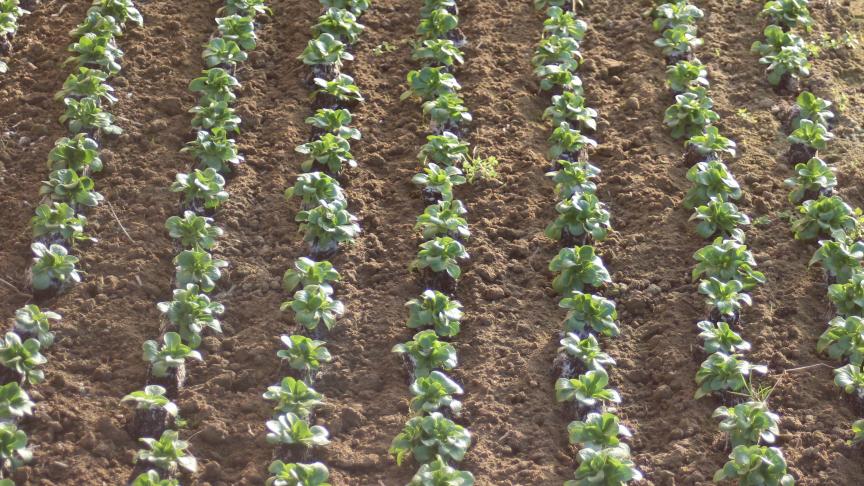 La croissance est rapide. Les arrosages répétés permettent de maintenir de la fraîcheur dans les 15 premiers centimètre de sol sans risquer d