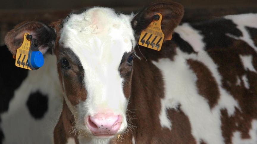 Ce système de surveillance pour les veaux alerte l’éleveur via son smartphone et grâce à la LED clignotante de la boucle SenseHub, qui indique les animaux à soigner.