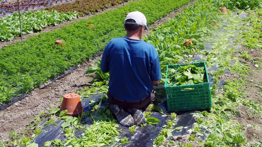Selon la Cour des comptes, les contrôles menés par l’ONSS ne sont pas proportionnés aux risques, notamment de travail non déclaré et de traite des êtres humains.