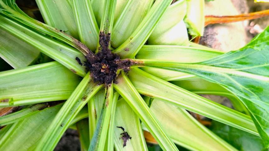 En cas d’attaque de teigne, les feuilles du cœur et le cœur de la betterave prennent une couleur brun à noir, avec des dommages dus au grignotage observés à la base des pétioles.