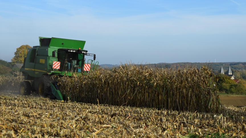En maïs grain à sécher, les épis sont globalement bien remplis et les rendements devraient être satisfaisants. Actuellement, les parcelles sont encore saines et la fusariose des tiges est peu présente.