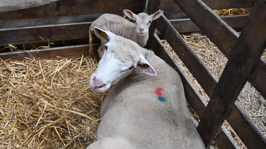 Au sud du pays, on distingue deux types d’agneaux de boucherie : de bergerie et d’herbage.