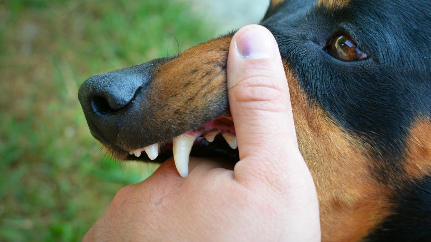 Chaque année, plus de 600hospitalisations sont liées à des morsures de chiens.