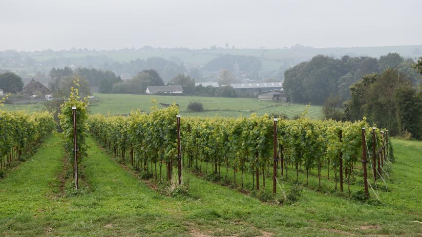 Des régions comme la Belgique, le sud de l’Angleterre ou la Pologne apparaissent comme les nouveaux bastions du vin européen.