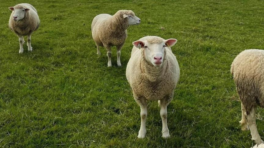 mouton