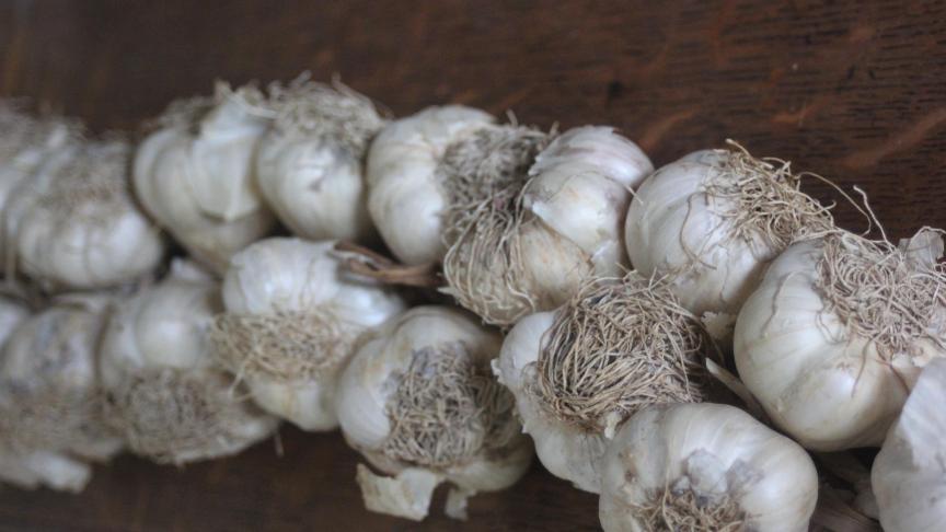 La conservation de l'ail se passe très bien avec des températures supérieures à 15°C. Pourquoi pas les laisser bien en vue dans la maison ou dans la cuisine sous forme de belles tresses ?