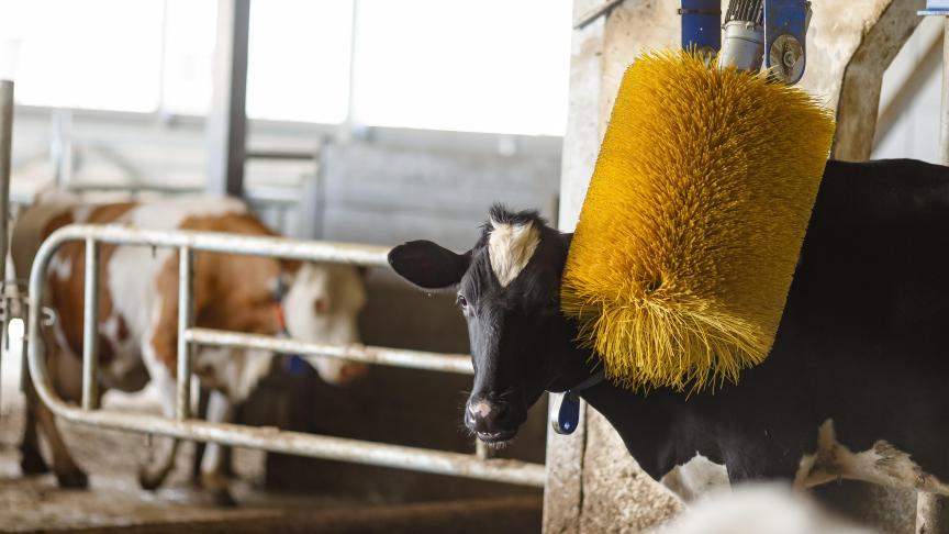 vache_brosse