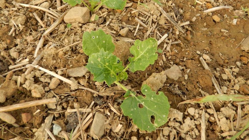 Les feuilles de colza peuvent présenter des morsures d’altises (trous ronds) et de limaces (trous irréguliers).