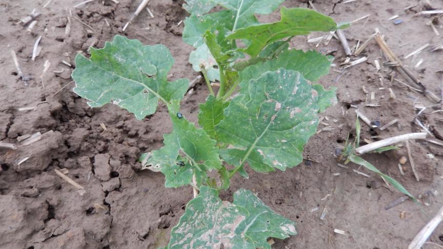 Il y a peu de nouvelles morsures d’altises sur les feuilles. Les plus petits colzas sont à surveiller.