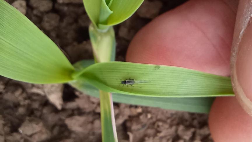 Le seuil d'intervention recommandé est fixé à 10 % de plantes portant au moins un puceron.