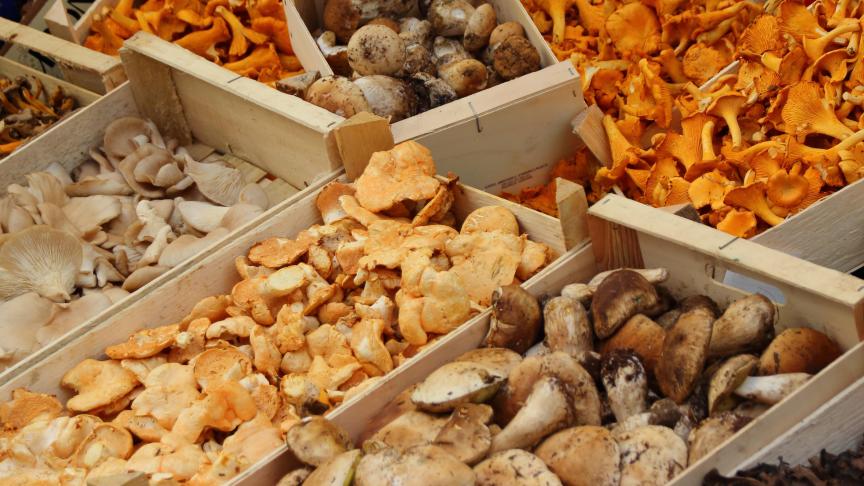 mushrooms-523629