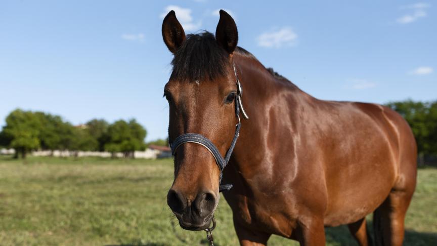 La plupart des infections chez les chevaux sont également asymptomatiques.