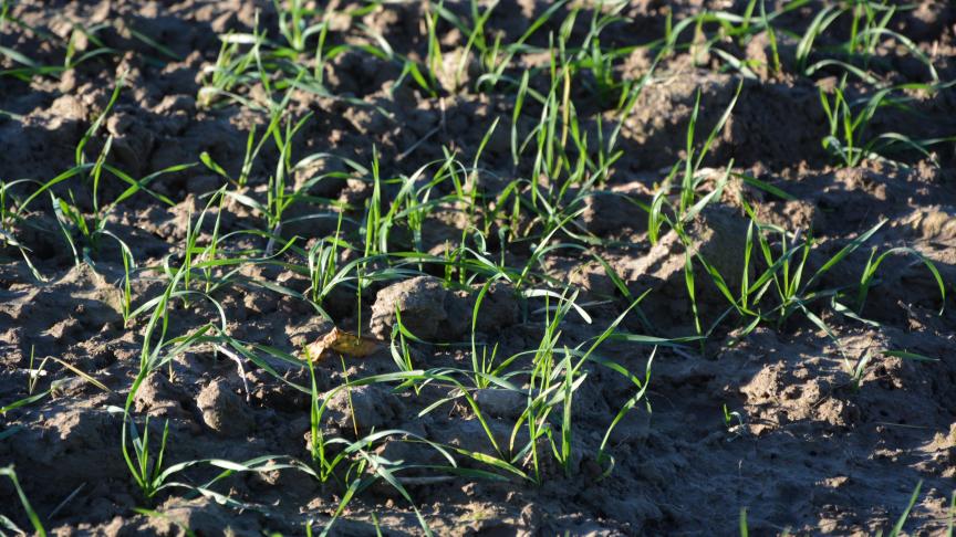 Le seuil d’intervention pour un traitement insecticide est atteint lorsque 10 % de plantes sont colonisées par au moins un puceron.