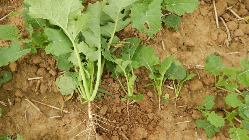 Sur les parcelles irrégulières, différents stades du colza avec développement du feuillage et du pivot racinaire sont observés.