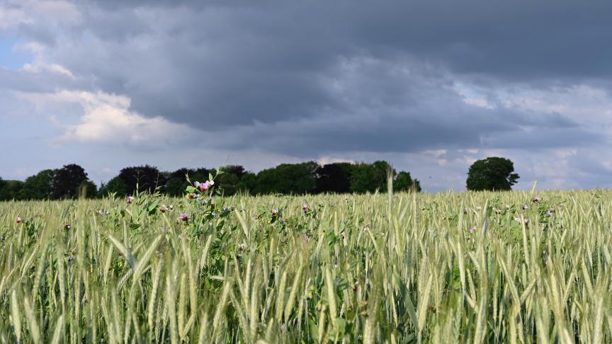 Les prochaines années, en particulier les étés, devraient être beaucoup plus contrastées avec certaines années très pluvieuses et certains étés très secs.