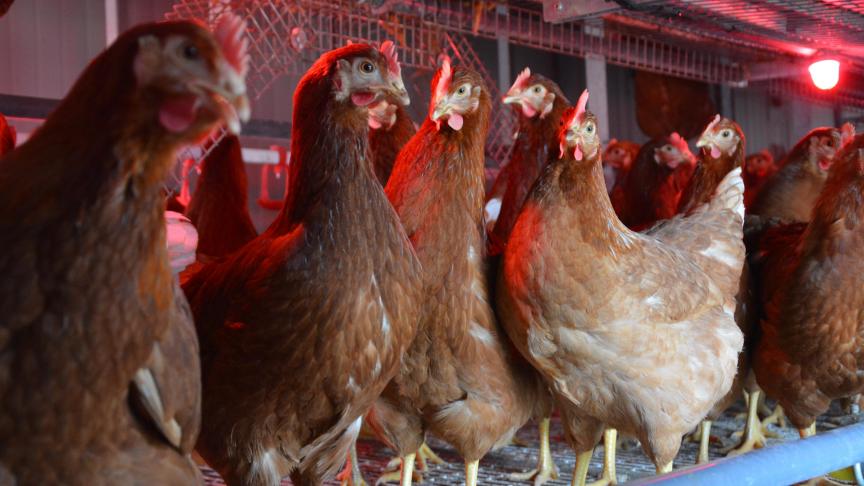 L’Afsca et le ministre de l’Agriculture s’attendent, malheureusement, à une hausse de la pression sanitaire dans les semaines à venir.
