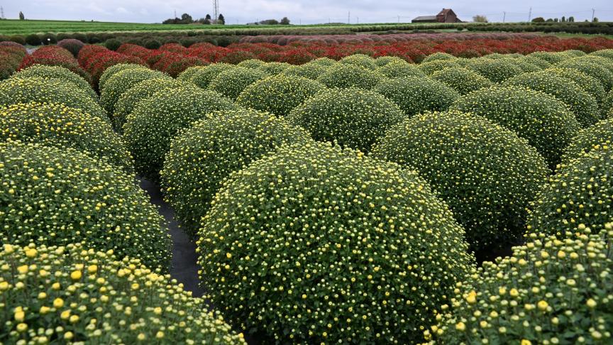 L’entièreté du mois d’octobre et la moitié du mois de novembre sont dédiés aux chrysanthèmes, qui fleurissent durant six ou sept semaines.