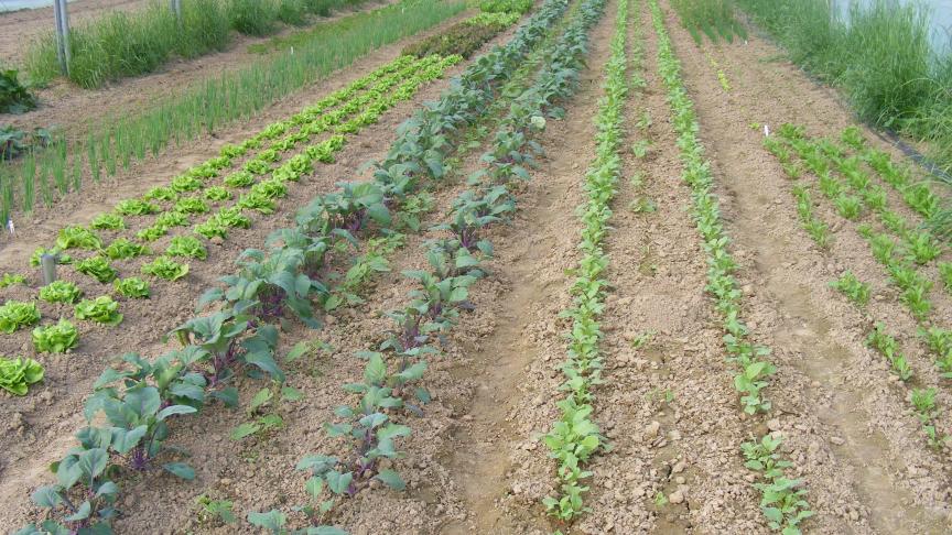 La présence de cultures voisines à proximité immédiate de la zone visée est une contrainte à ne surtout pas négliger avant de se lancer dans une utilisation d'un pulvérisateur.