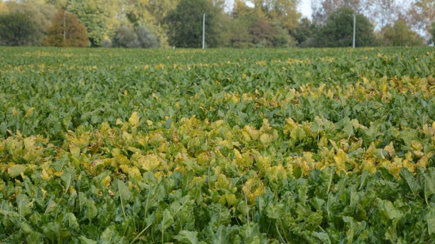Pour les scientifiques, les agriculteurs ne peuvent  pas être les seuls à supporter le surcoût et  le risque associés aux alternatives.