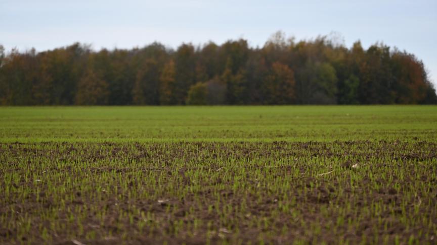 Avec le retour de quelques jours de météo plus favorable, l’activité des pucerons latents pourrait toutefois reprendre. Surveillez vos jeunes emblavures de froment.