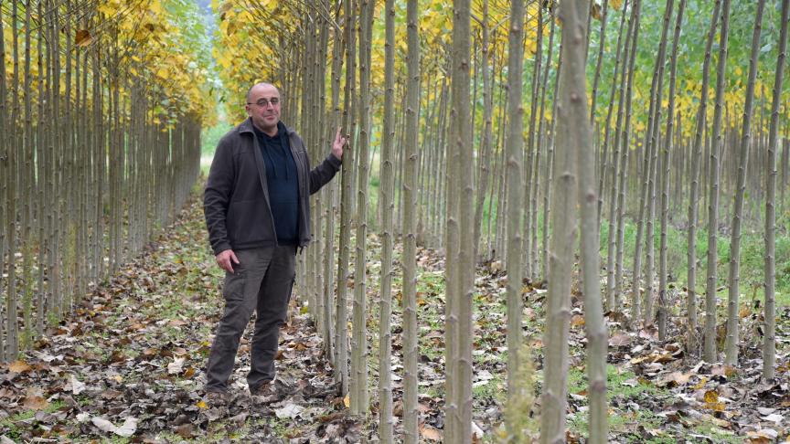 « C’est un bois clair, léger, facile à travailler », dit, du peuplier, Benoît Demarbaix.