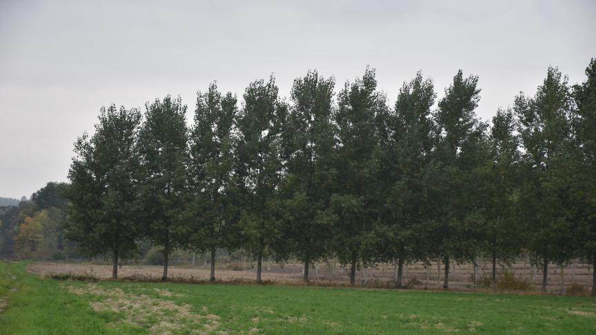 Les plantations faites par le preneur avec le consentement écrit du bailleur lui appartiennent, mais en fin de bail, il devra restituer le bien dans l’état dans lequel ce bien lui a été donné en location.